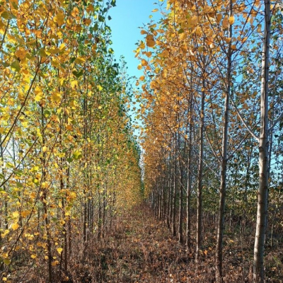 Agroforstsystem Plotha